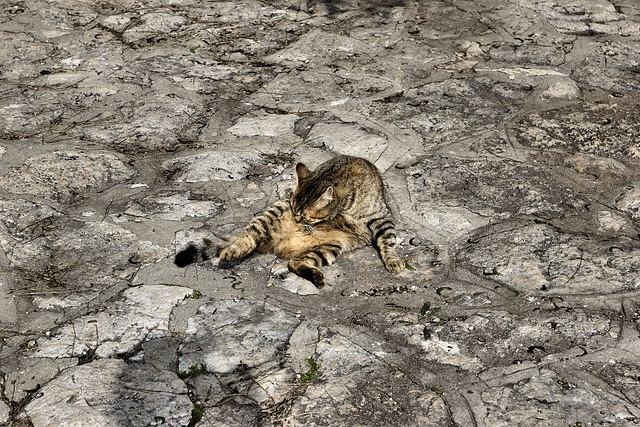 Cat on a Cold Stone Floor – El-Muraqa Monastery, Daliyat al-Karmel, Israel