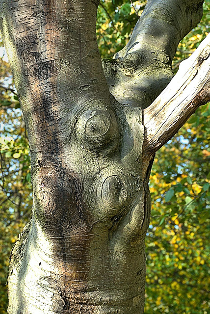 Sensuous Tree