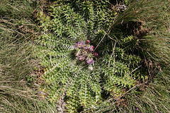 A very spiny thistle, Carduus ellenbeckii