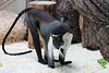 Roloway-Meerkatze (Zoo Heidelberg)