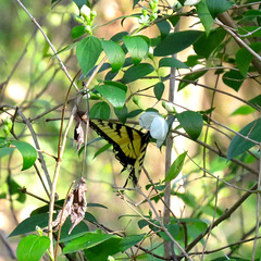 Eastern tiger swallowtail on Philadelphus flower