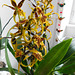 Orchidée Cambria