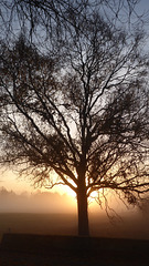 Baum und Morgensonne