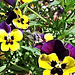Lovely Pansy faces