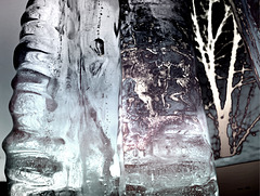 Tree through ice