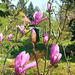 049  Susan's Magnolie - Schöne Hybridsorte aus den USA