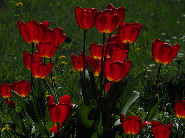 Illuminated Tulips