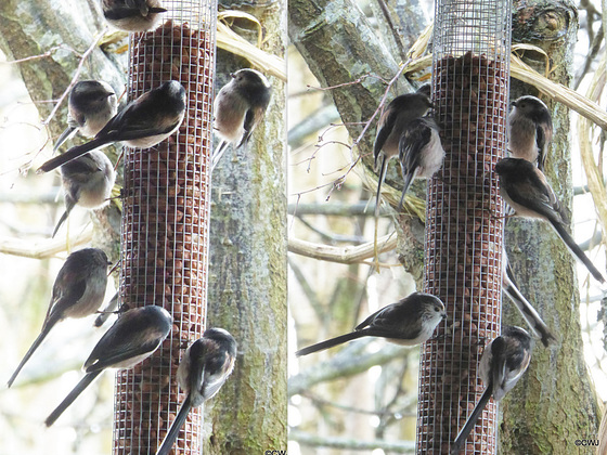 Long-tailed Tits, like fluffy ping-pong balls with long tails, feed together in closely-knit family groups. This family lives amongst the hawthorn hedging and the hazel copse.