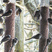Long-tailed Tits, like fluffy ping-pong balls with long tails, feed together in closely-knit family groups. This family lives amongst the hawthorn hedging and the hazel copse.