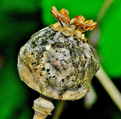 Poppy Seed Head