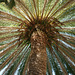 Palm Tree In Icod