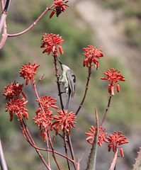 Tacazze Sunbird feeding on Aloe flower - Aina Amba trek