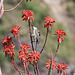 Tacazze Sunbird feeding on Aloe flower - Aina Amba trek