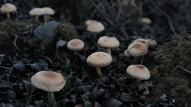 Mushroom. Can anyone ID?