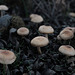 Mushroom. Can anyone ID?