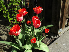 Mes tulipes heureux