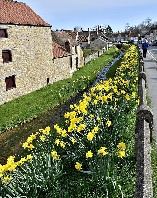 Daffodil ranks by the Borough Beck, Helmsley, North Yorkshire