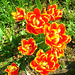 051  In Holland entstanden die schönsten Tulipa gesneriana- Sorten