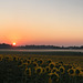 sunrise - sunflowers - saturday