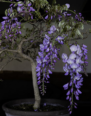 Nothing say spring like the Wisteria display and scent.