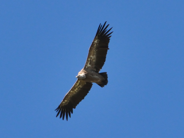 DSC 4703 Griffon Vulture (Gyps fulvus)