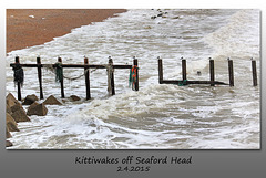 Kittiwakes on breakwater - 2.4.2015