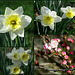 Flowers of March -