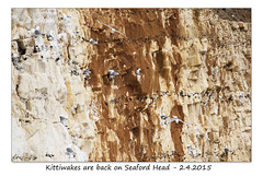 Kittiwakes on Seaford Head - 2.4.2015