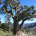 Large juniper at Squaw Valley
