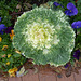 Ornamental Cabbage (2) - 10 February 2020