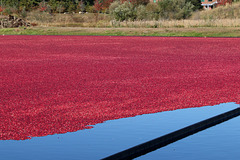 Cranberries ready to be corralled
