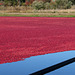 Cranberries ready to be corralled