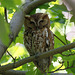 petit-duc maculé /  eastern screech-owl