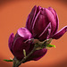 Die Purpur-Magnolie (Magnolia liliiflora) ist auch ein sehr schöner Hingucker :))  The purple magnolia (Magnolia liliiflora) is also a very beautiful eye-catcher :))  Le magnolia violet (Magnolia liliiflora) est également un très bel accroche-regard :)