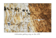 Kittiwakes on the cliffs - Seaford Head - 2.4.2015