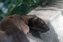 Schlafende Fossa (Zoo Frankfurt)