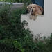 Next door's dog - so cute