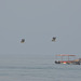 Lima, Playa Agua Dulce, A Couple of Pelicans in Flight