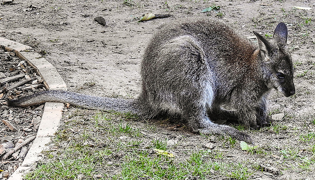 20181021 4347CPw [D~HF] Bennettkänguruh (Macropus rufogriseus), Tierpark Herford