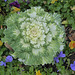 Ornamental Cabbage (3) - 10 February 2020