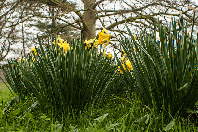 Soligor Daffodils