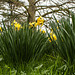 Soligor Daffodils