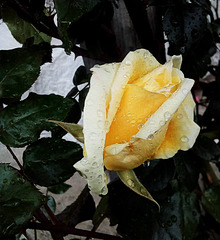 Rain drops on a yellow rose