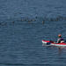 Kayaker Appreciating Flock of Common Mergansers on Lake Paulina (+14 insets!)