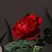 Une rose rouge pour Ipernity