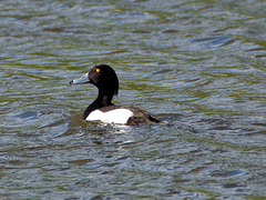 Tufted Duck  (male)