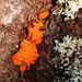 Fungus in the forest