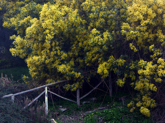 mimosa fence