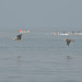 Lima, Playa Agua Dulce, A Couple of Pelicans in Low Level Flight