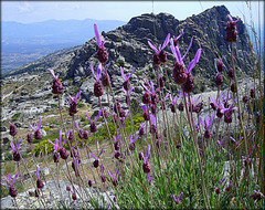 Sierra de La Cabrera and Spanish Lavender